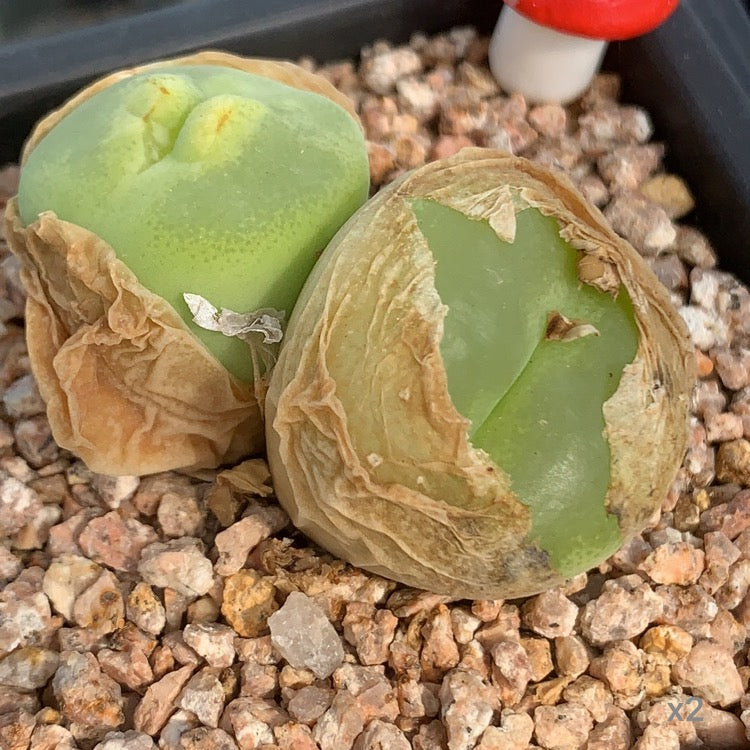 Seeds - conophytum mix seeds (50/100)
