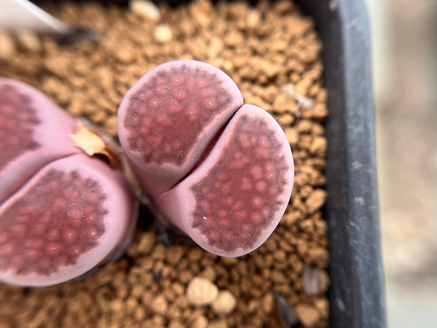Lithops julii cv. Red Violet seeds