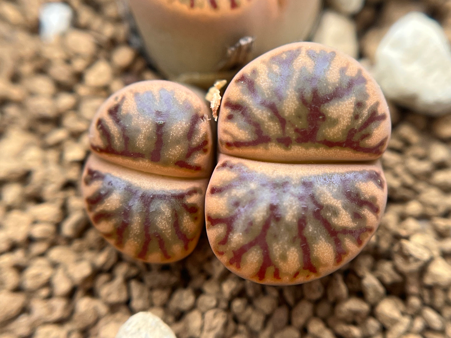 Lithops bromfieldii 'Red Coral'
