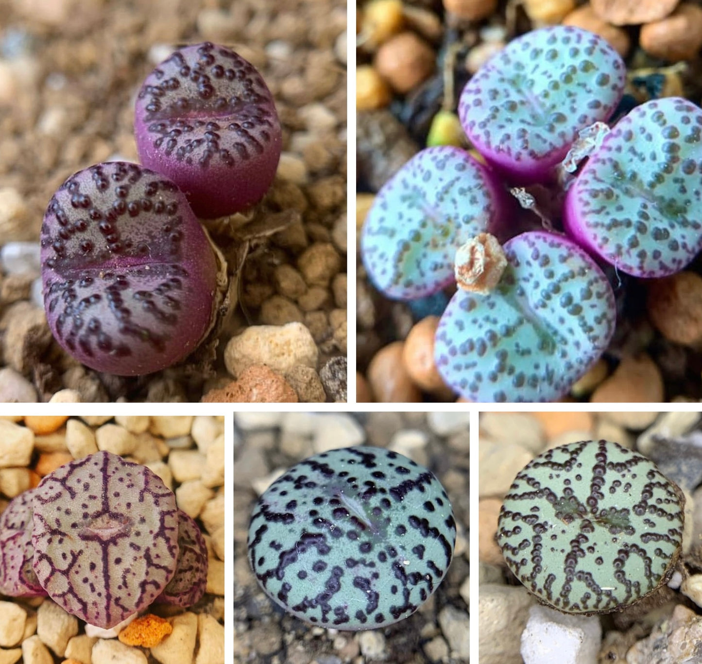 Seeds- Obcordellum mix seeds (10/20/30)