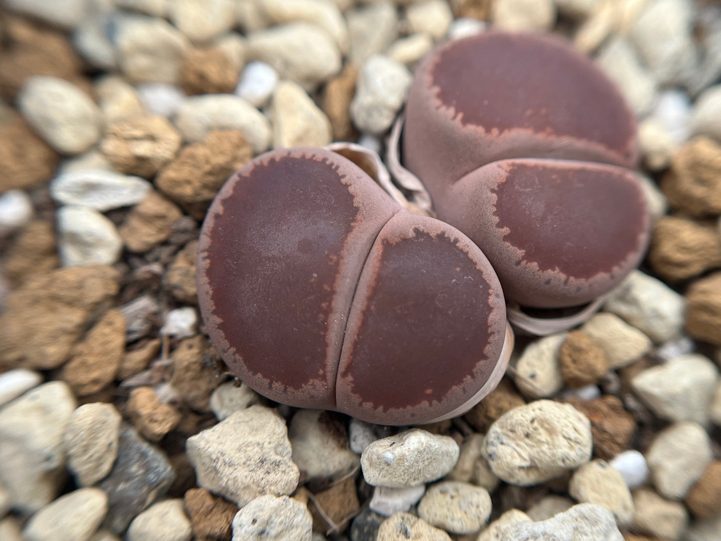 Lithops Aucampiae kokerboom ‘KO’ seeds