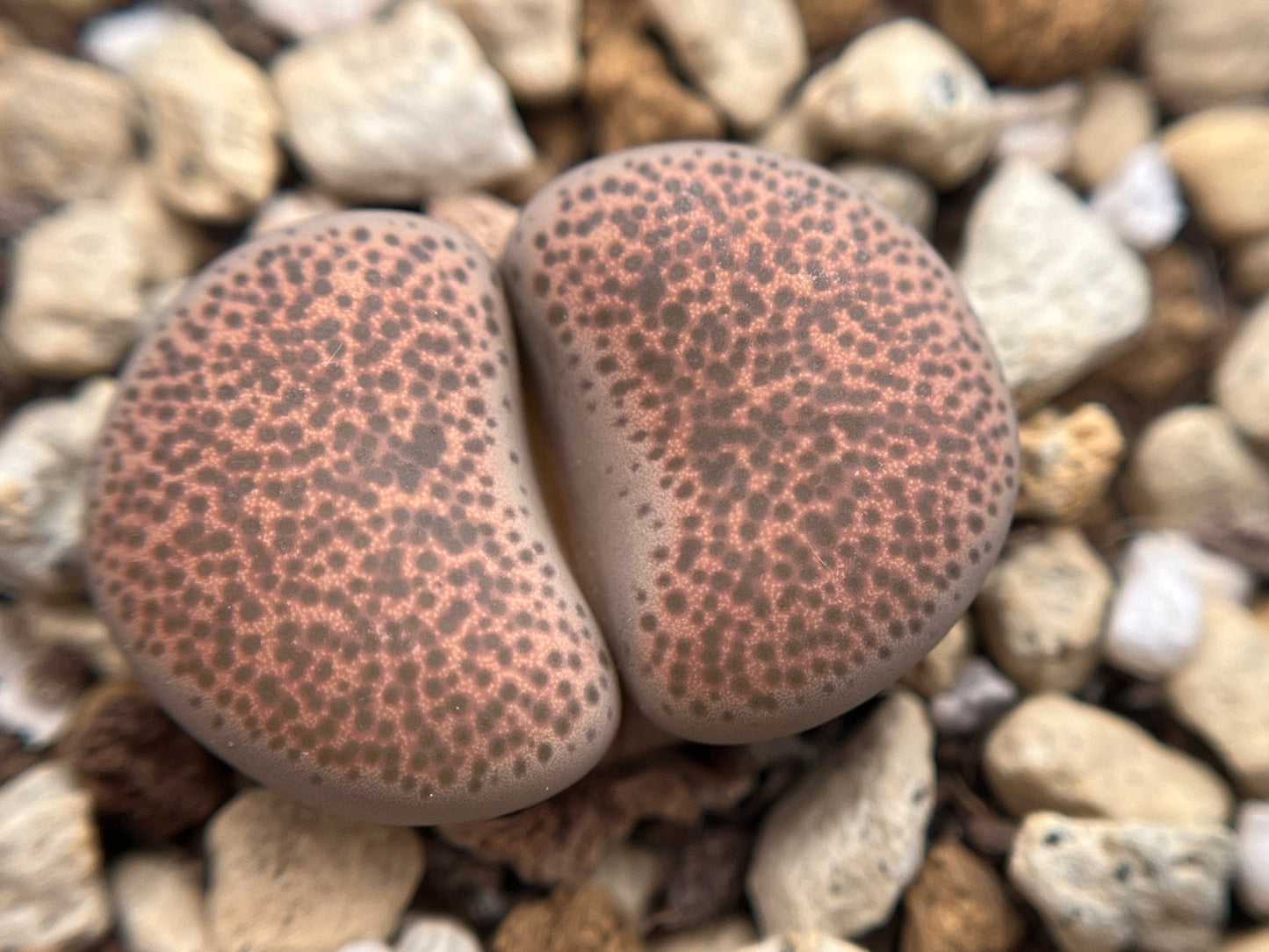 Lithops terricolor seeds