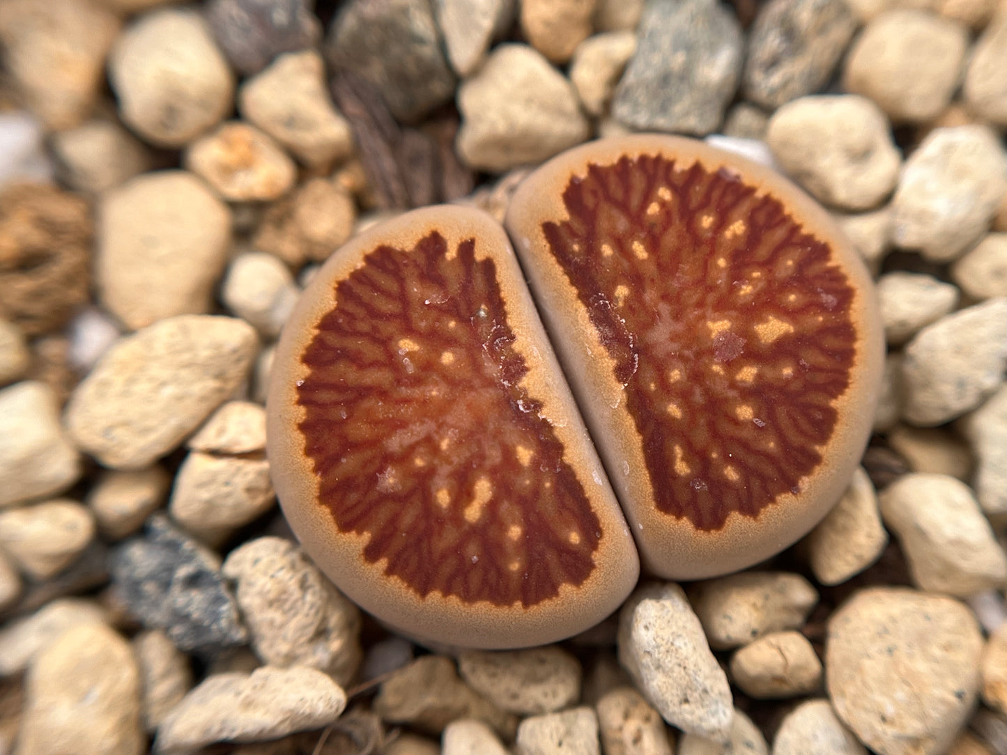 Lithops Julii 'Kikushogyoku' seeds