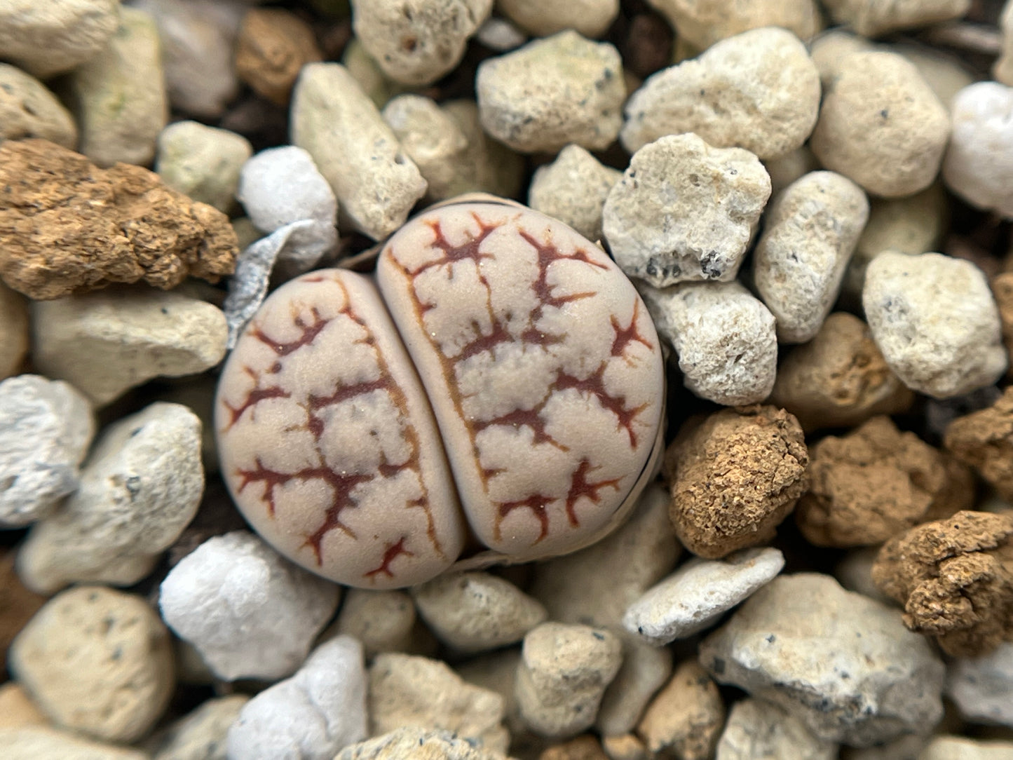 Lithops C188 werneri seeds