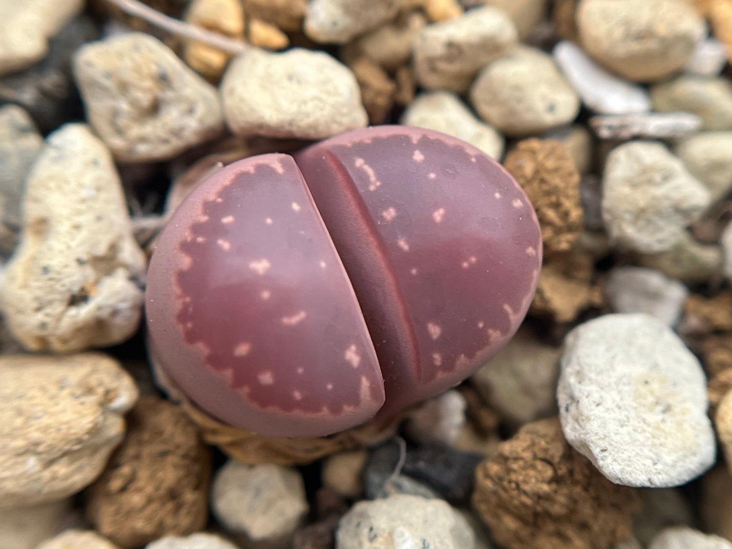 Lithops olivacea ‘Red Olive’ seeds