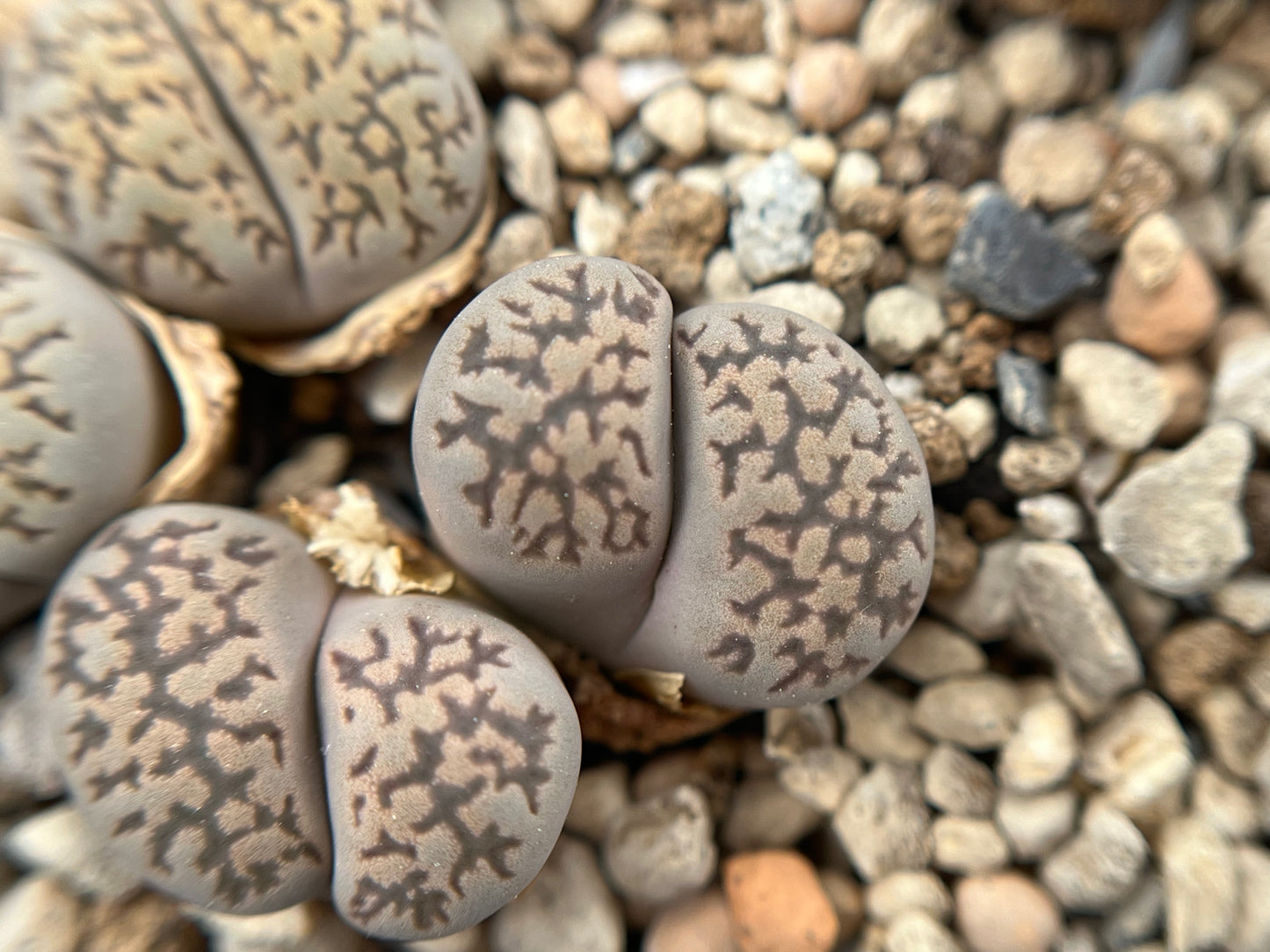 Lithops salicola `Super Mac` seeds
