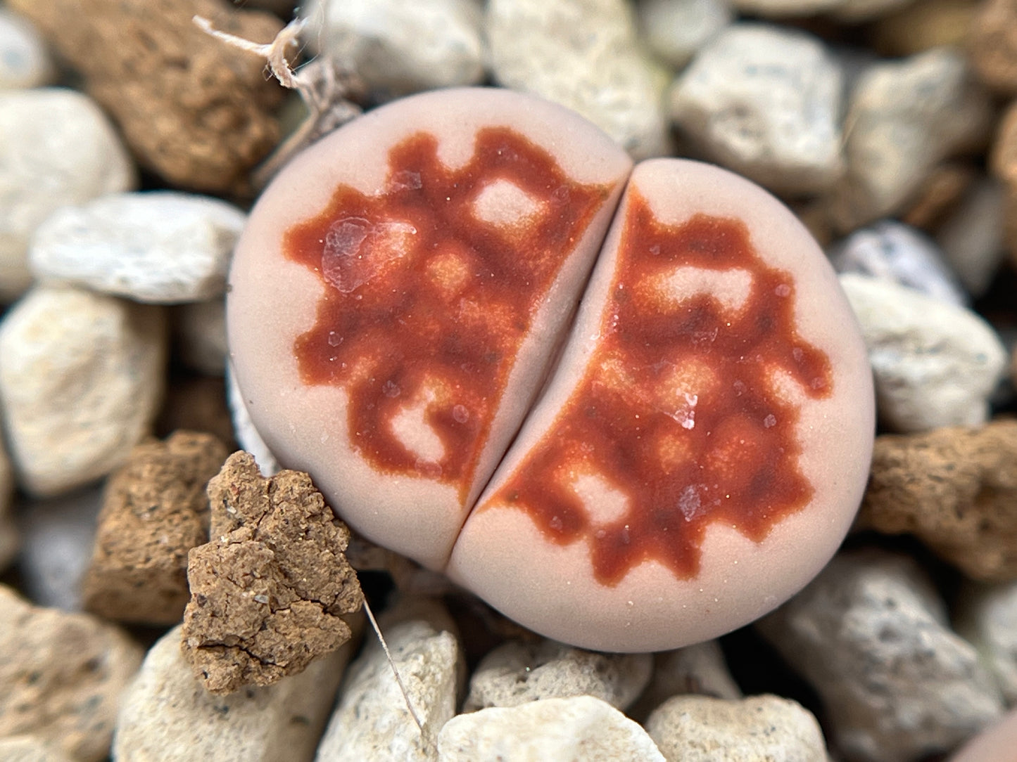 Lithops karasmontana lateritia `BLOOD RED`