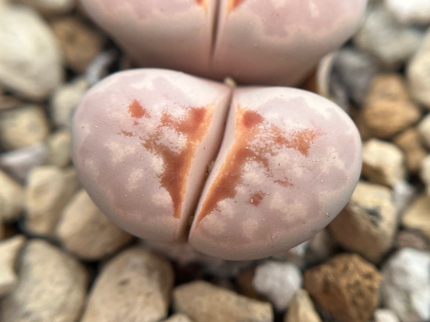Lithops C183A julii 'hot lips' seeds
