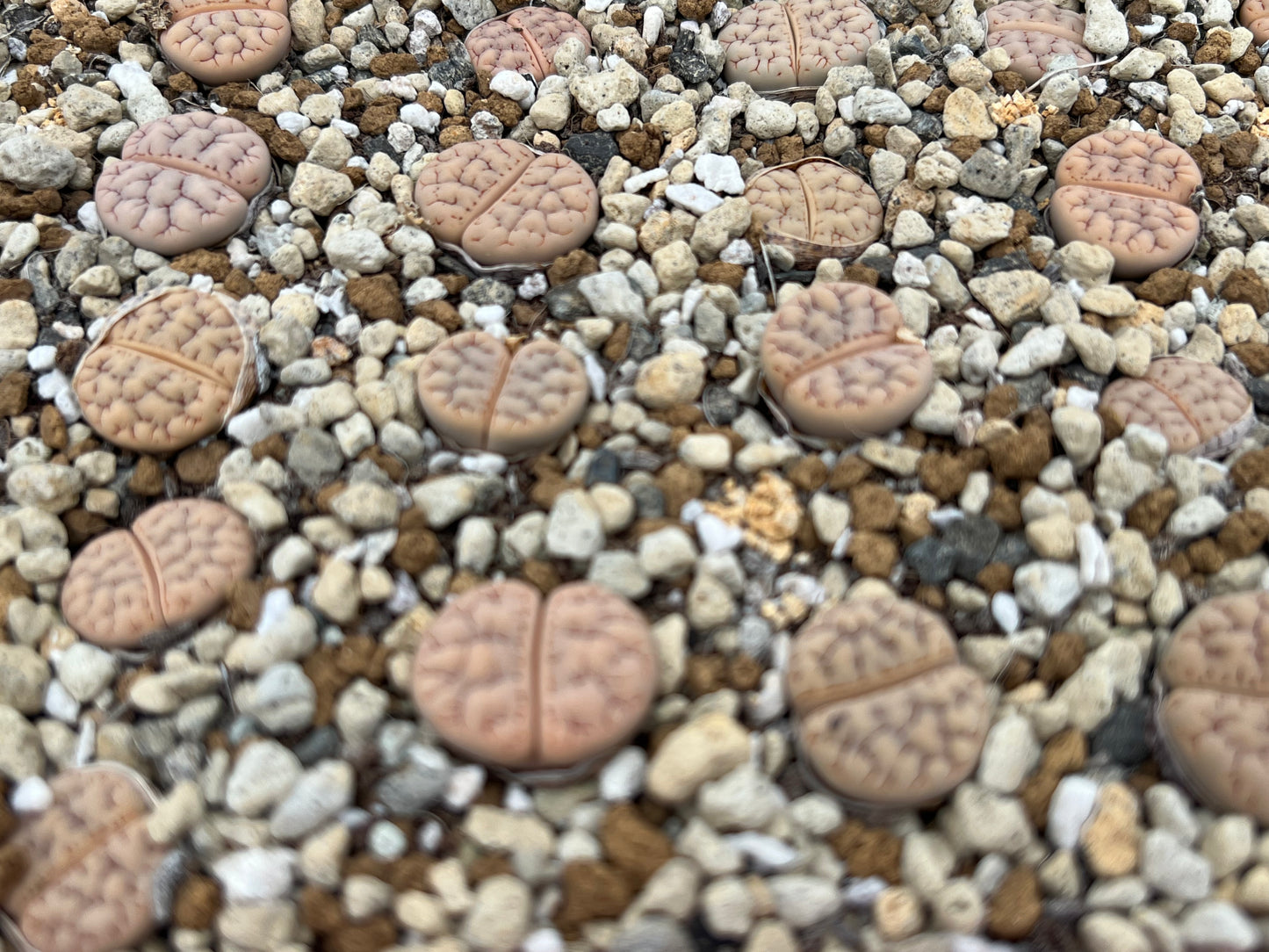 Lithops gracilidelineata Mix seeds