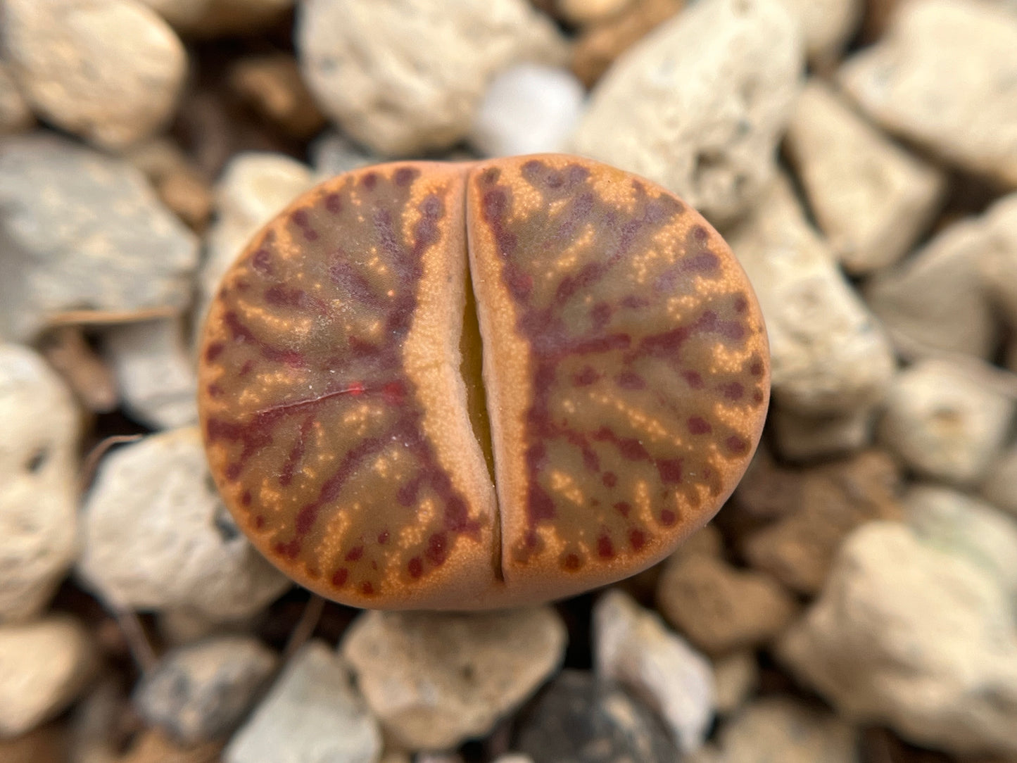 Lithops bromfieldii 'Red Coral'
