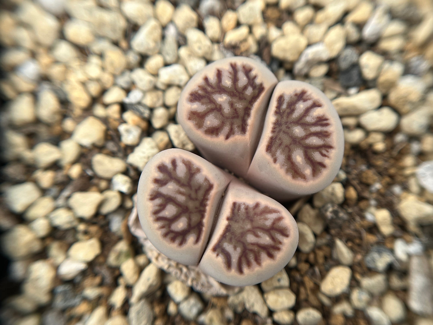 Lithops Julii 'Kikukaseki' seeds