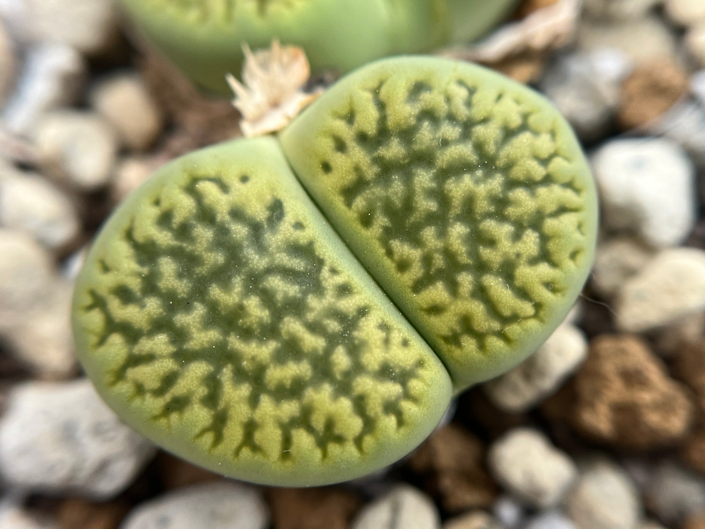 Lithops hookeri v. dabneri ‘Annarosa' seeds