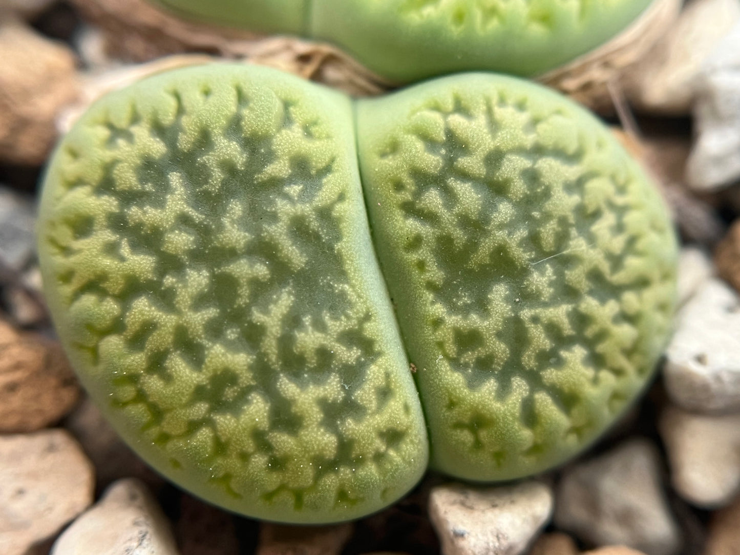 Lithops hookeri v. dabneri ‘Annarosa' seeds