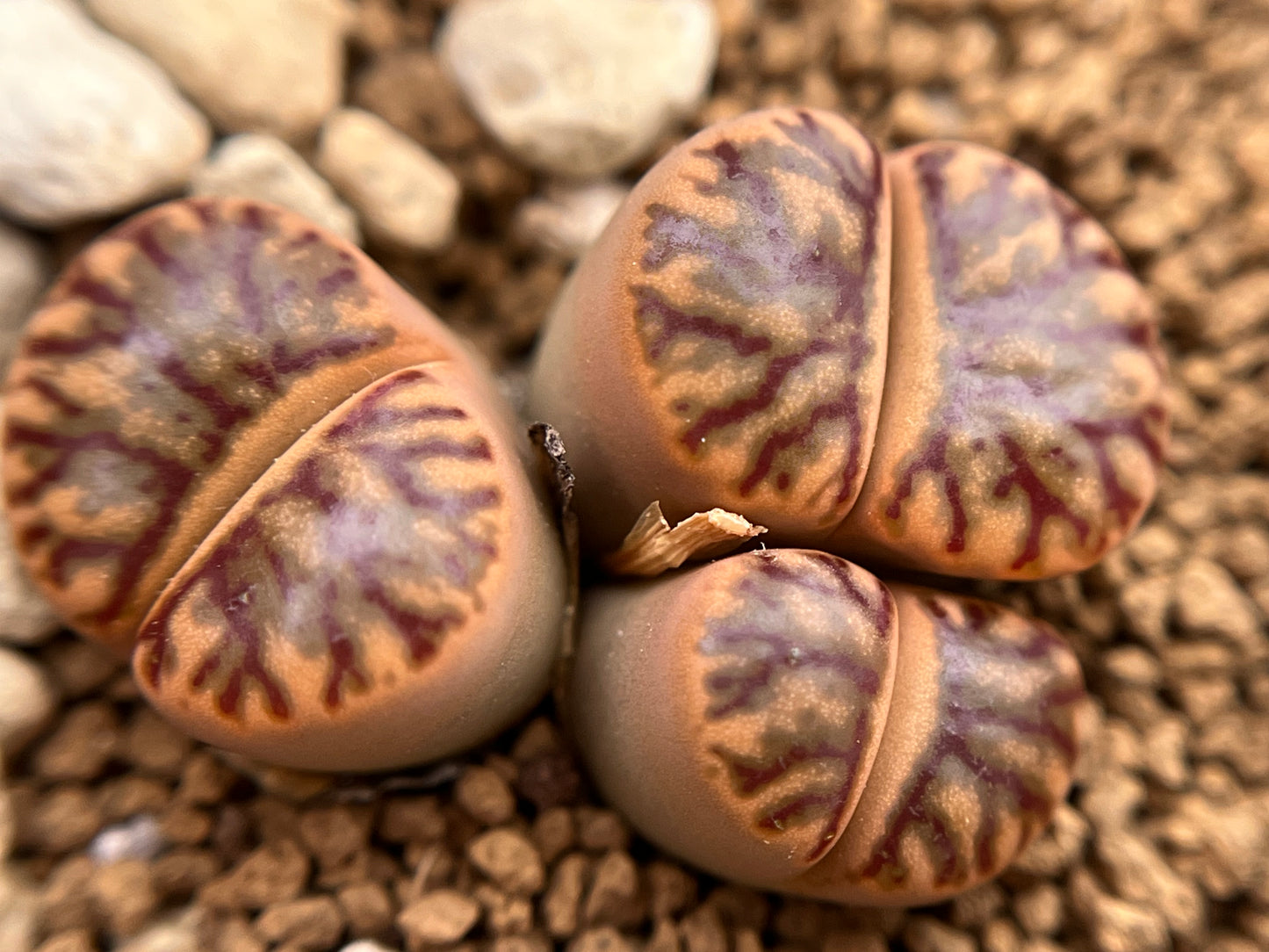 Lithops bromfieldii 'Red Coral'