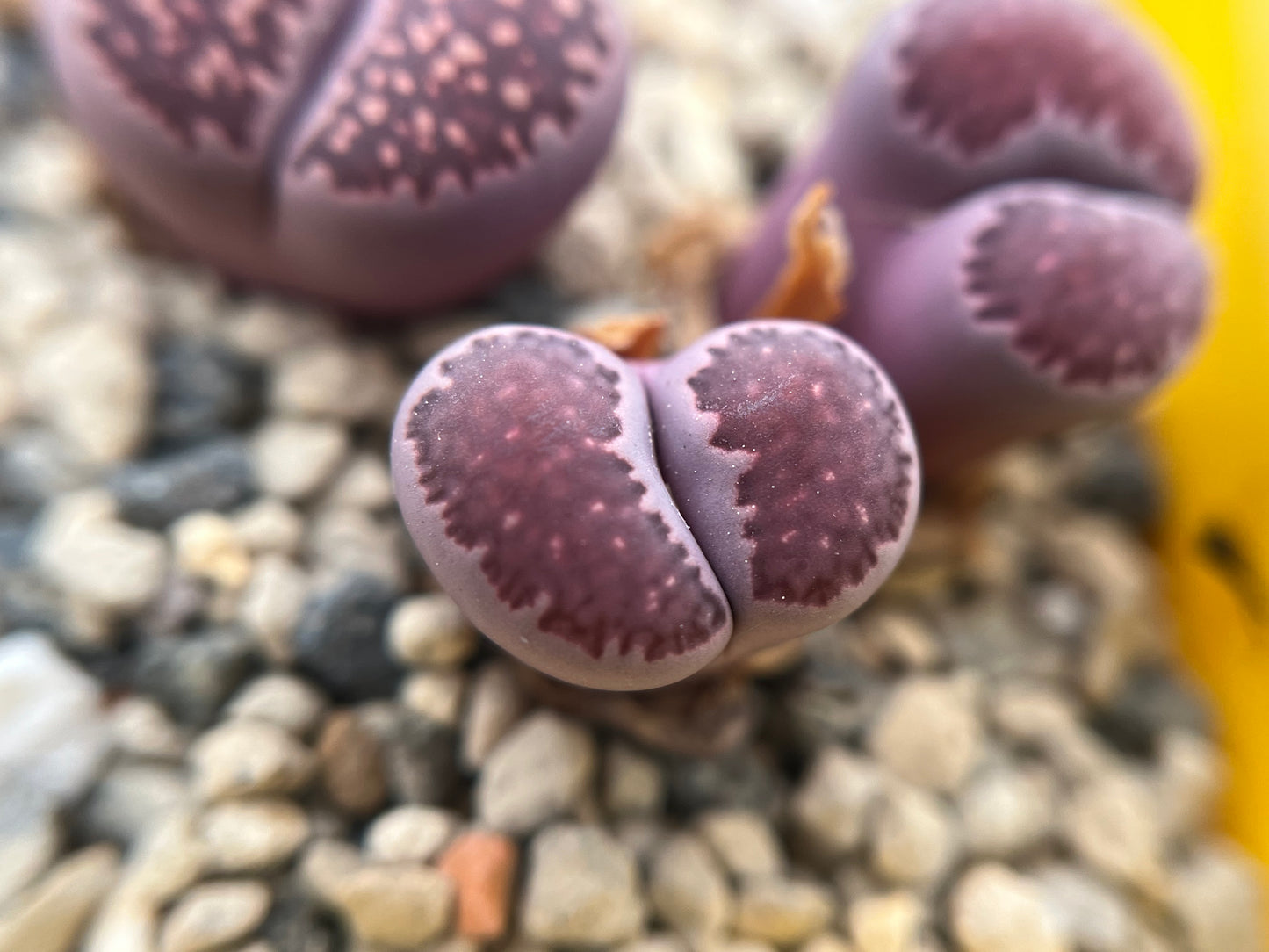 Lithops julii cv. Red Violet seeds