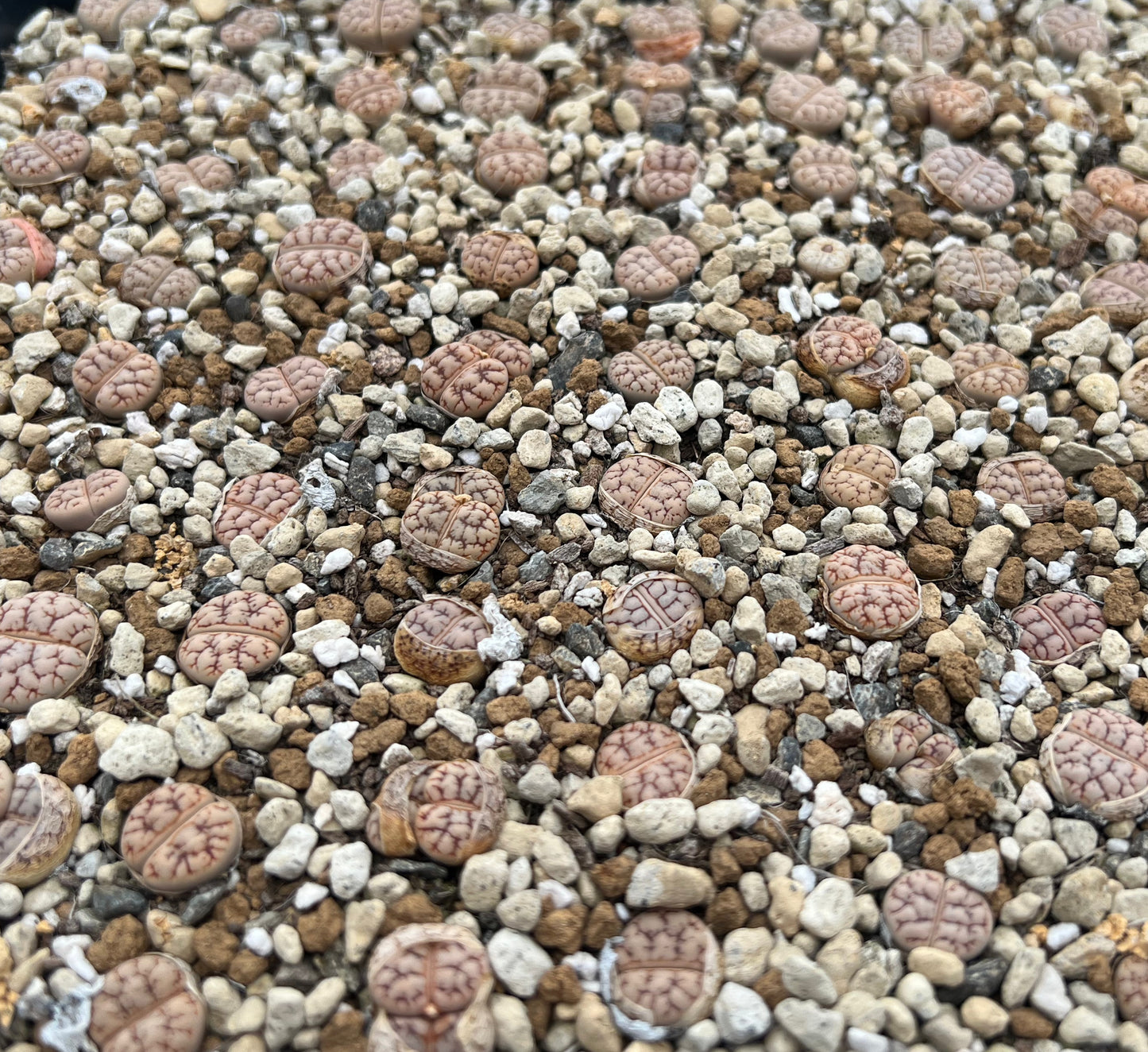 Lithops C188 werneri seeds