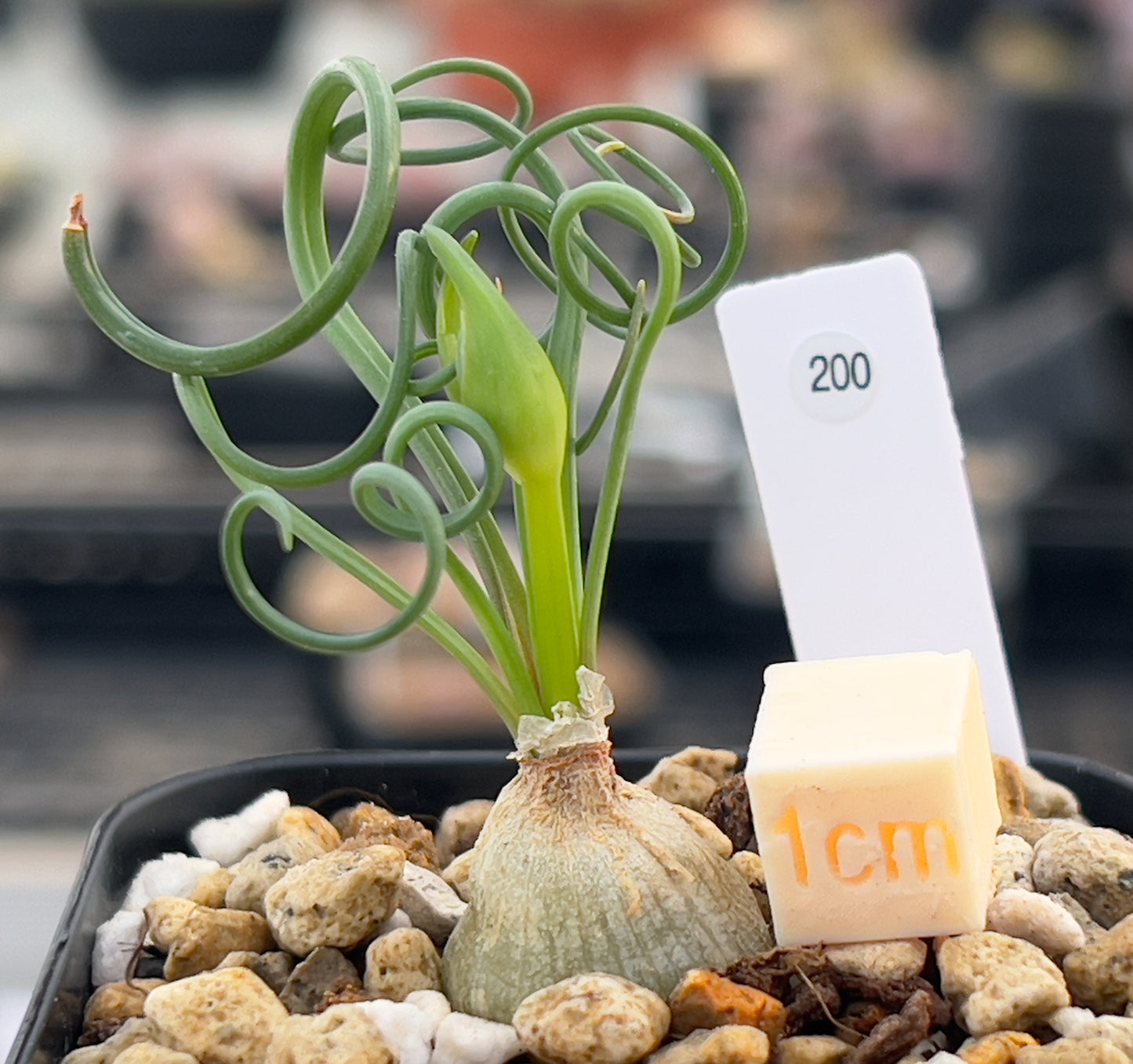Albuca spiralis seeds