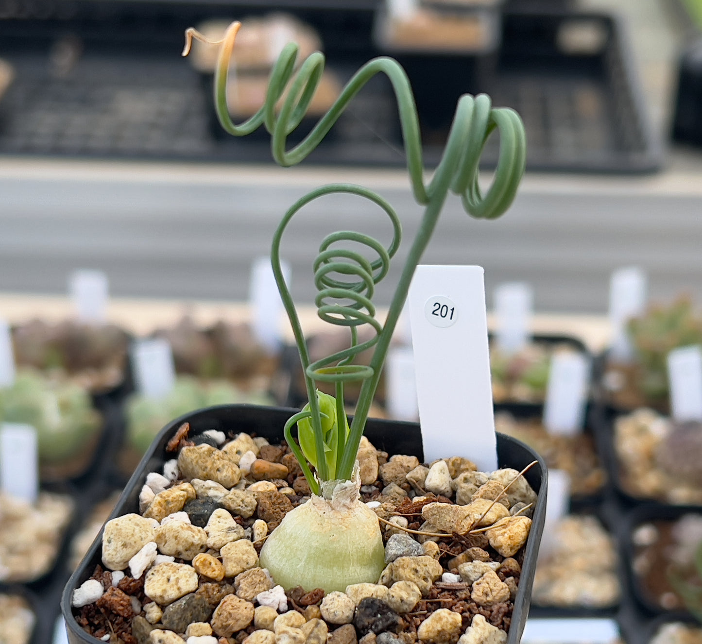 Albuca spiralis seeds
