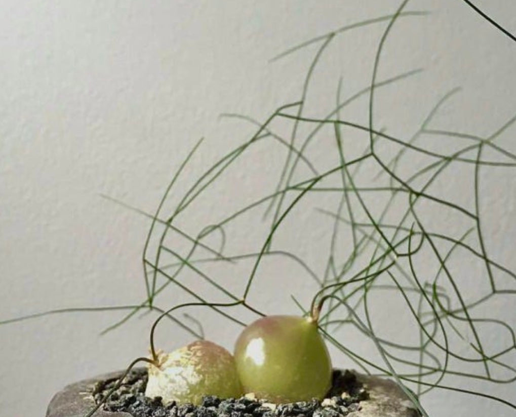 Schizobasis Intricata seeds