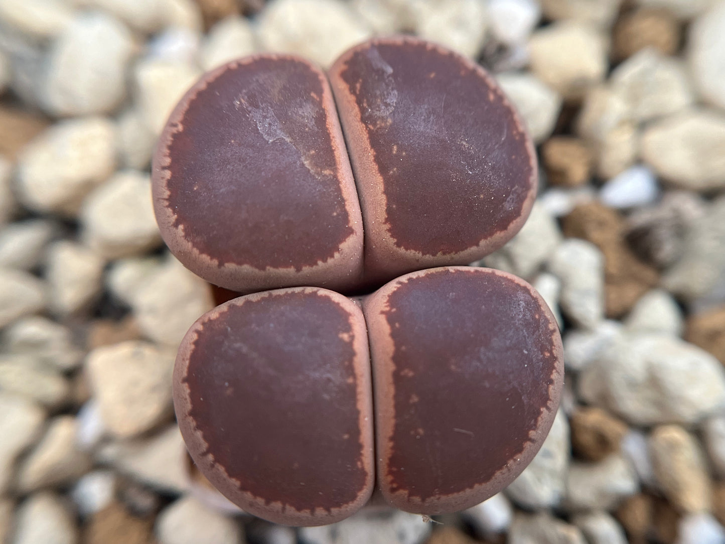 Lithops Aucampiae kokerboom ‘KO’ seeds