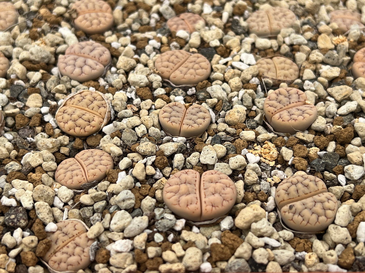 Lithops gracilidelineata Mix seeds