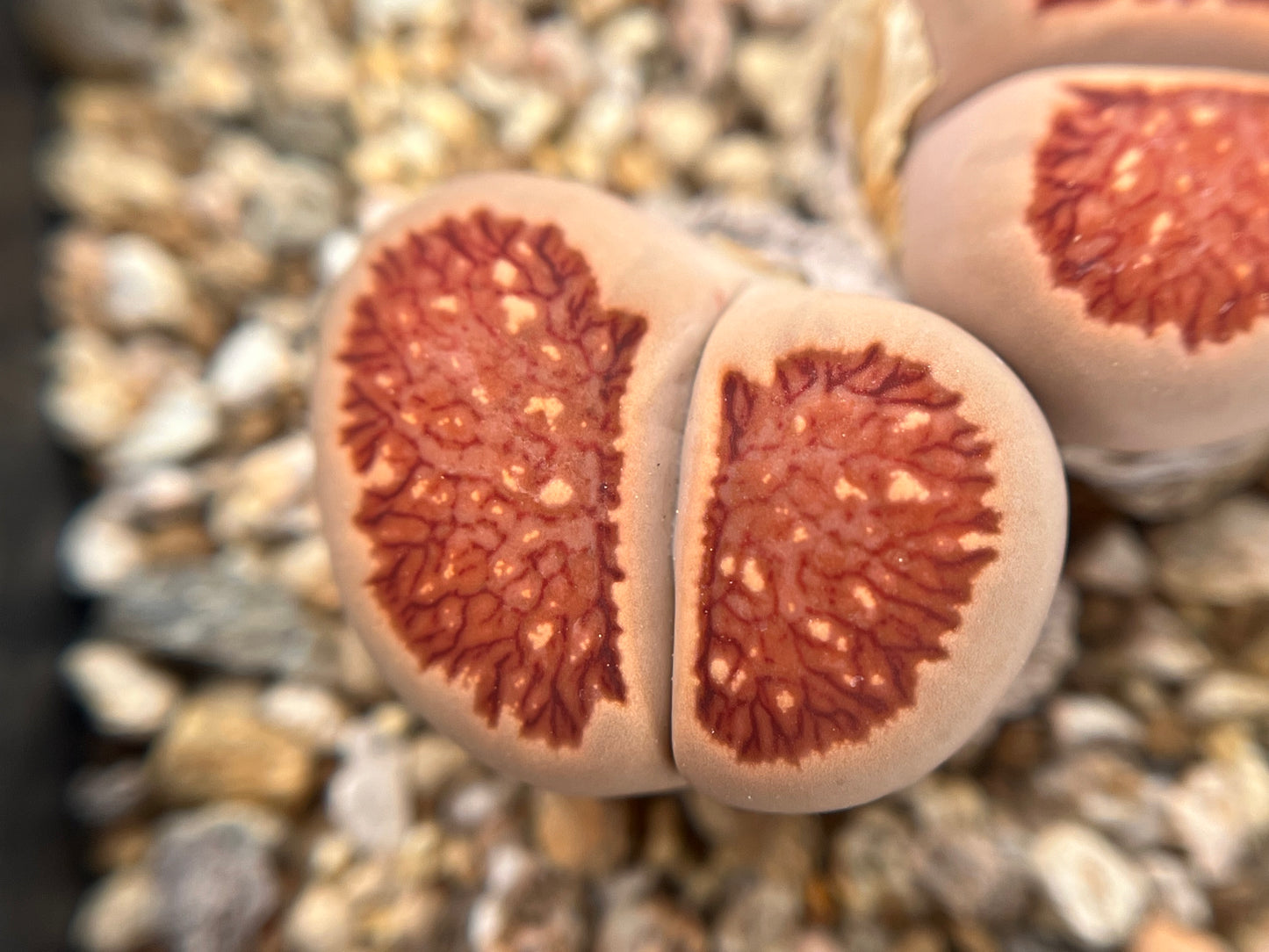 Lithops Julii 'Kikushogyoku' seeds