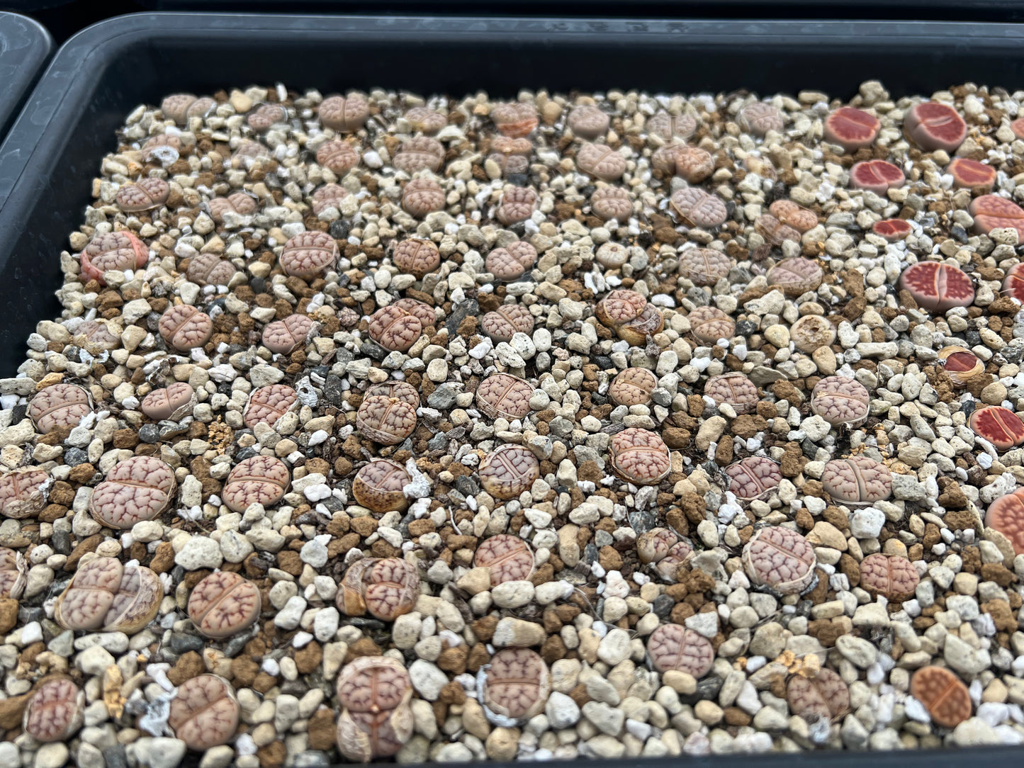 Lithops C188 werneri seeds