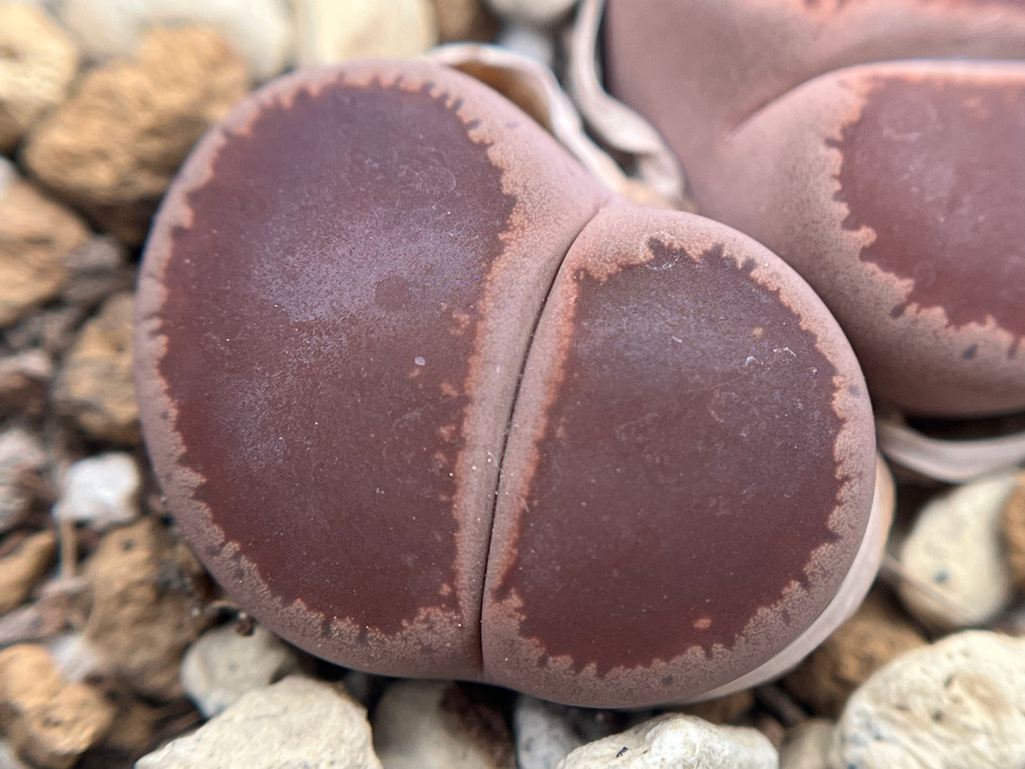 Lithops Aucampiae kokerboom ‘KO’ seeds