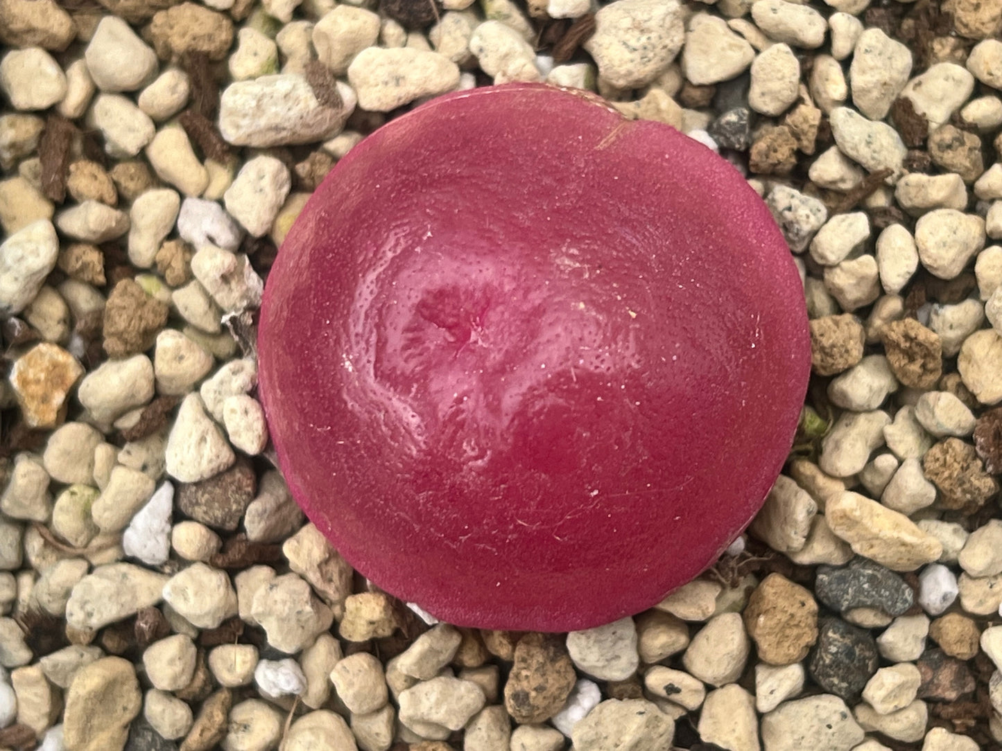 Conophytum burgeri seeds