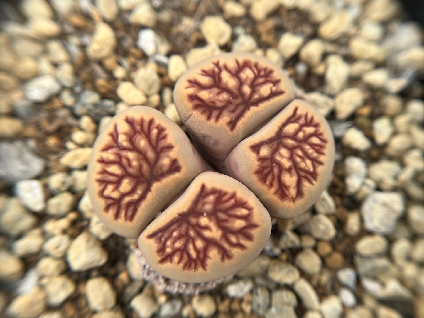 Lithops Julii 'Kikukaseki' seeds