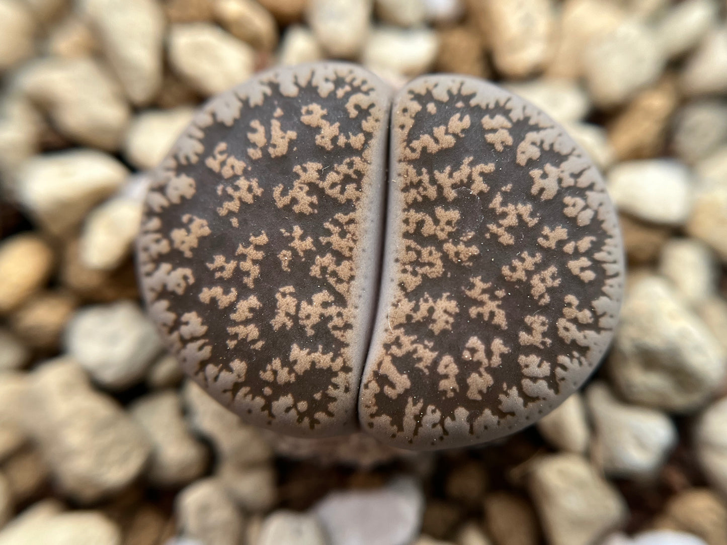 Lithops C308 lesliei ssp. Burchellii seeds
