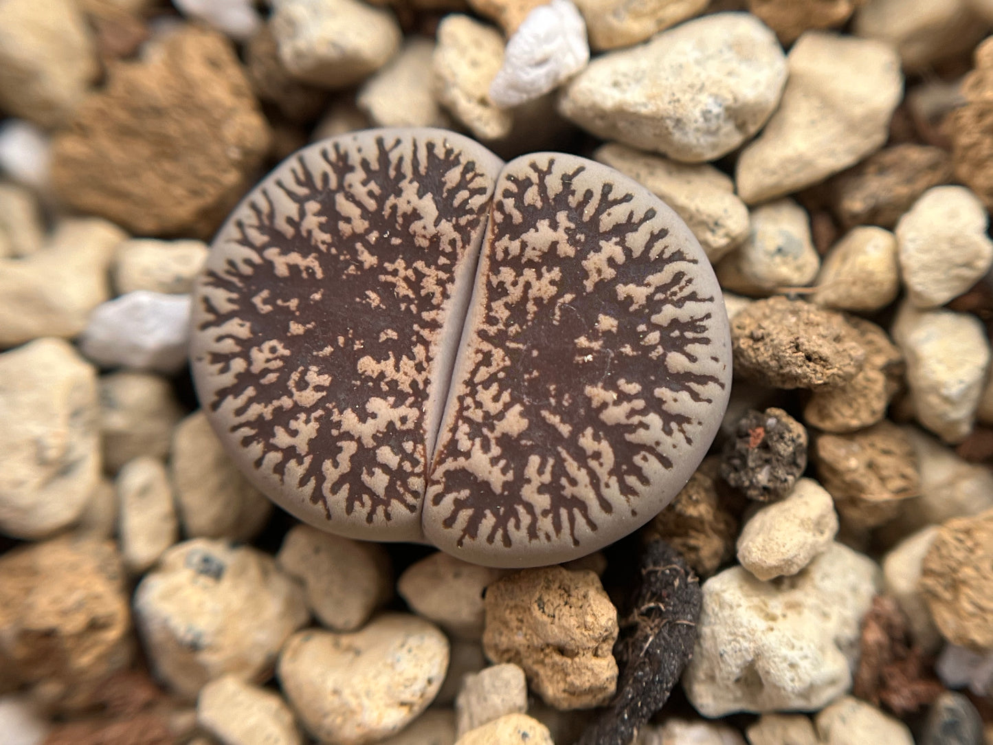 Lithops C308 lesliei ssp. Burchellii seeds