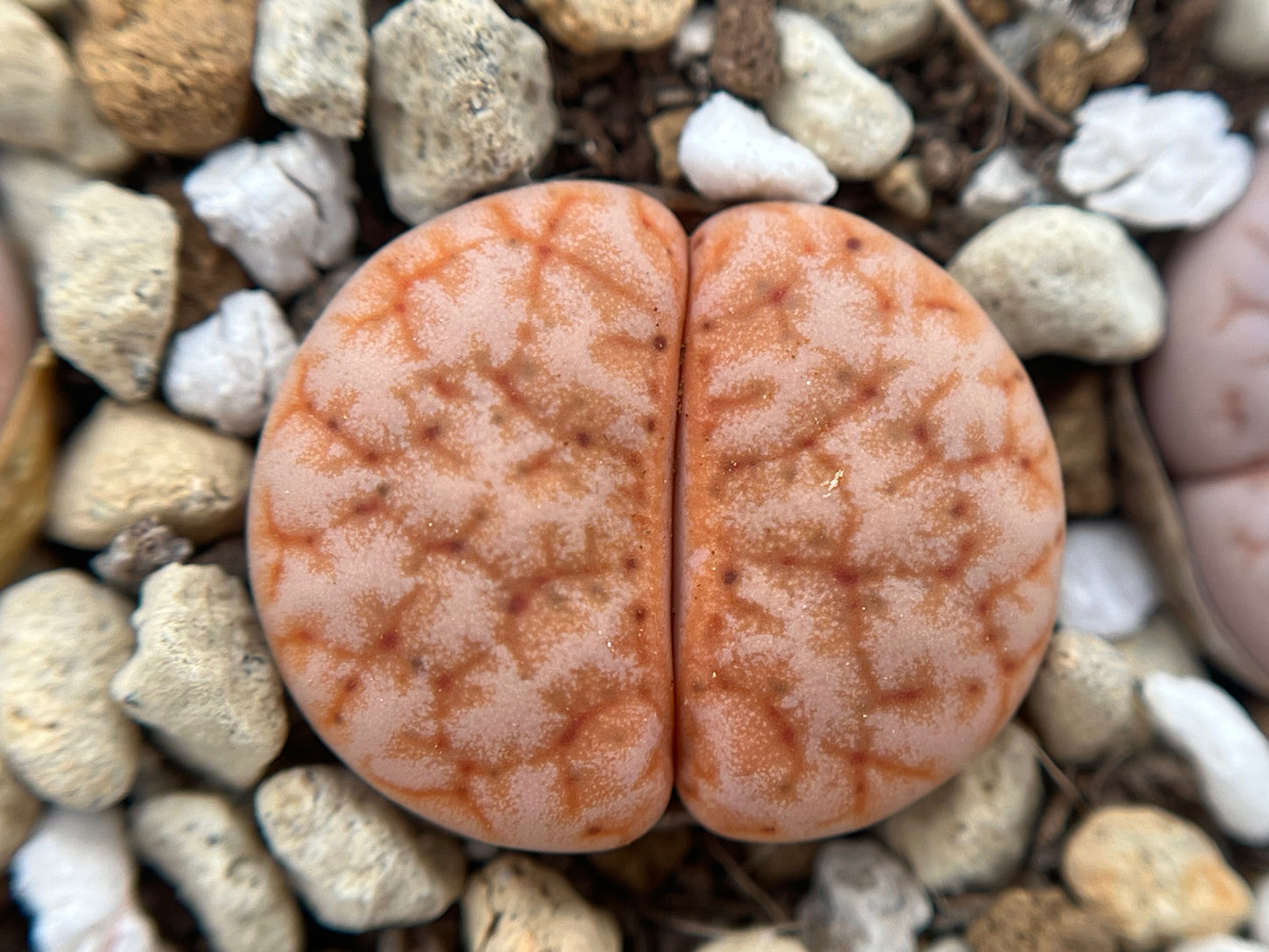 Lithops C309 gracilidelineata 'seeds
