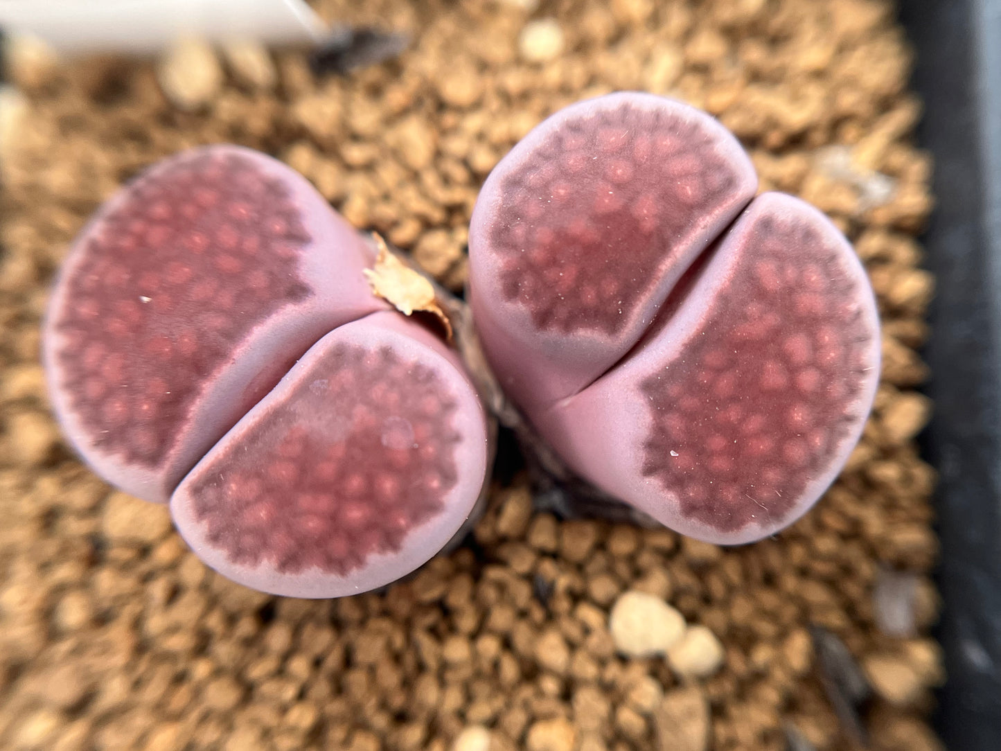 Lithops julii cv. Red Violet seeds