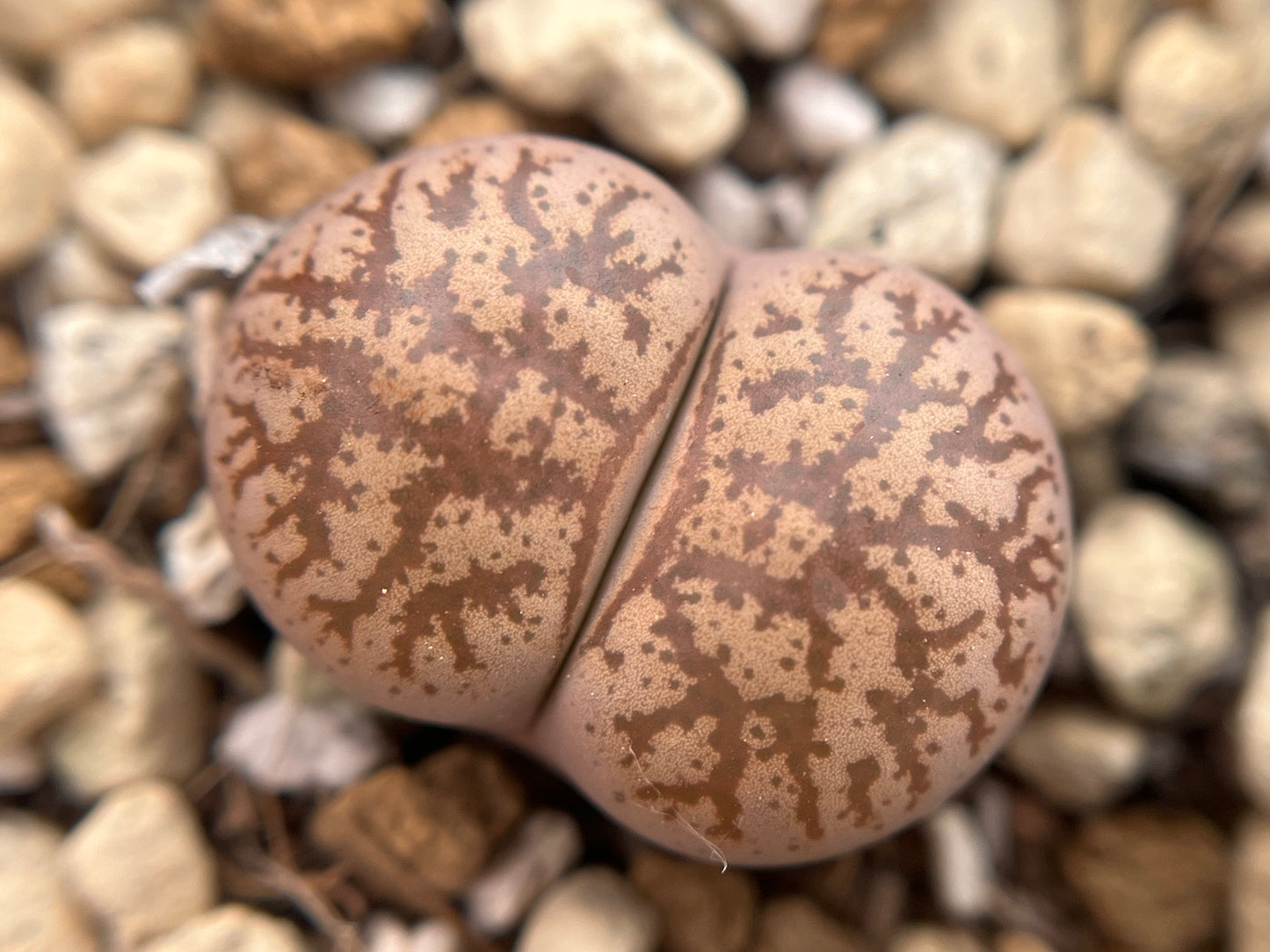 Lithops C396 coleorum seeds