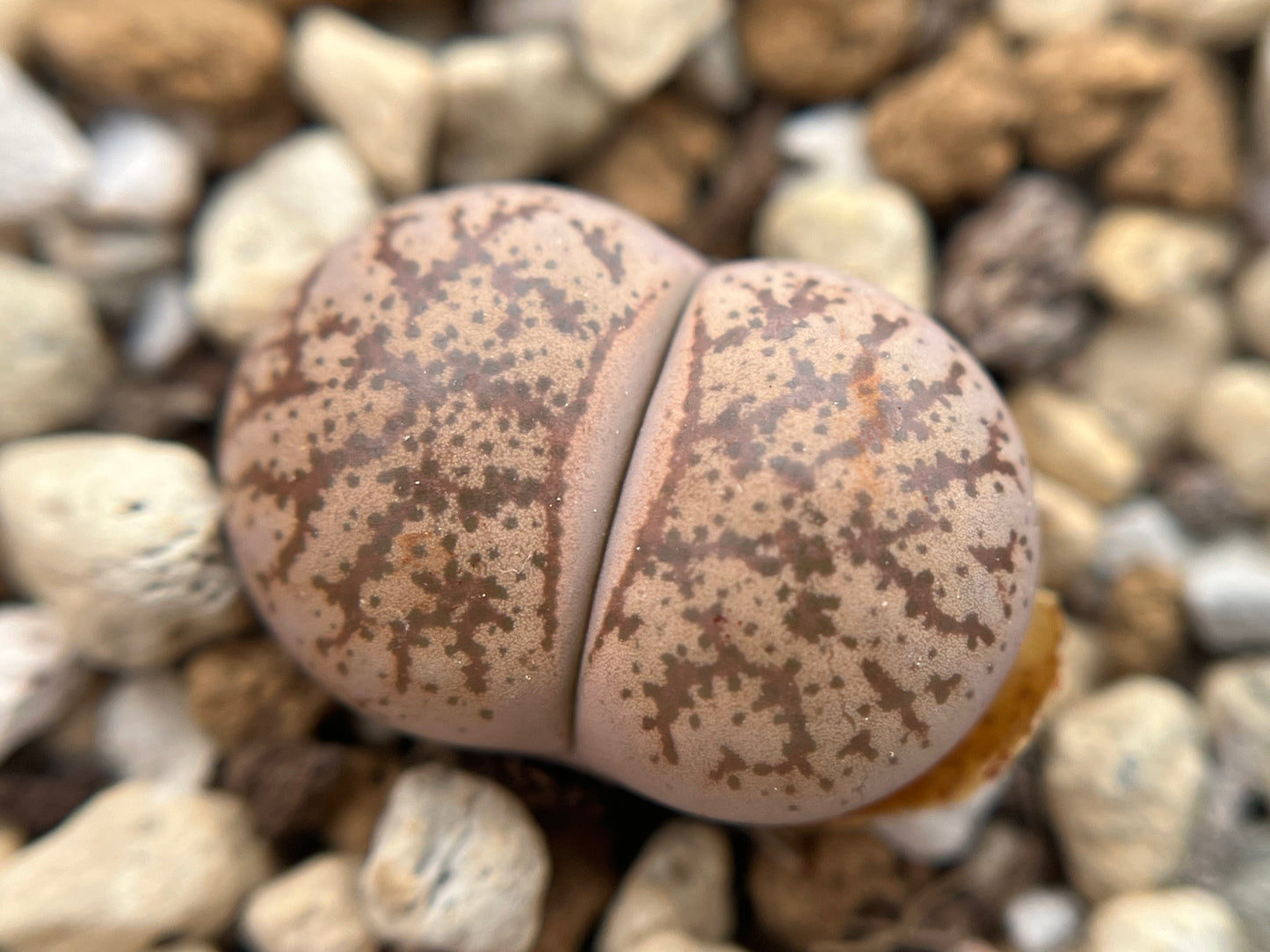 Lithops C396 coleorum seeds