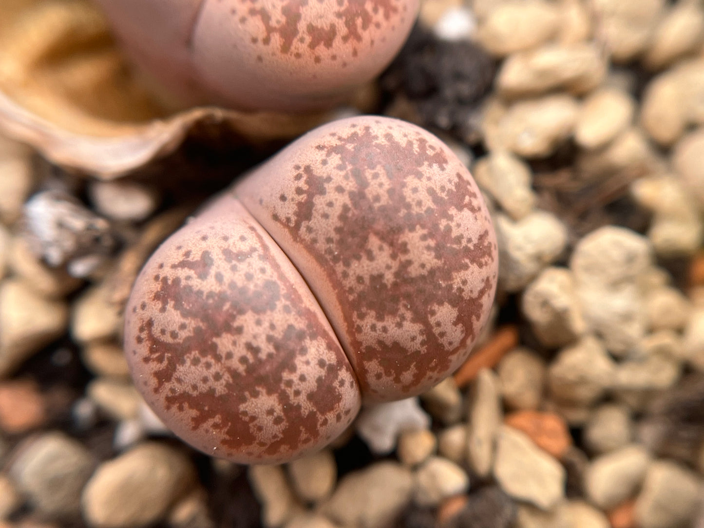 Lithops C396 coleorum seeds