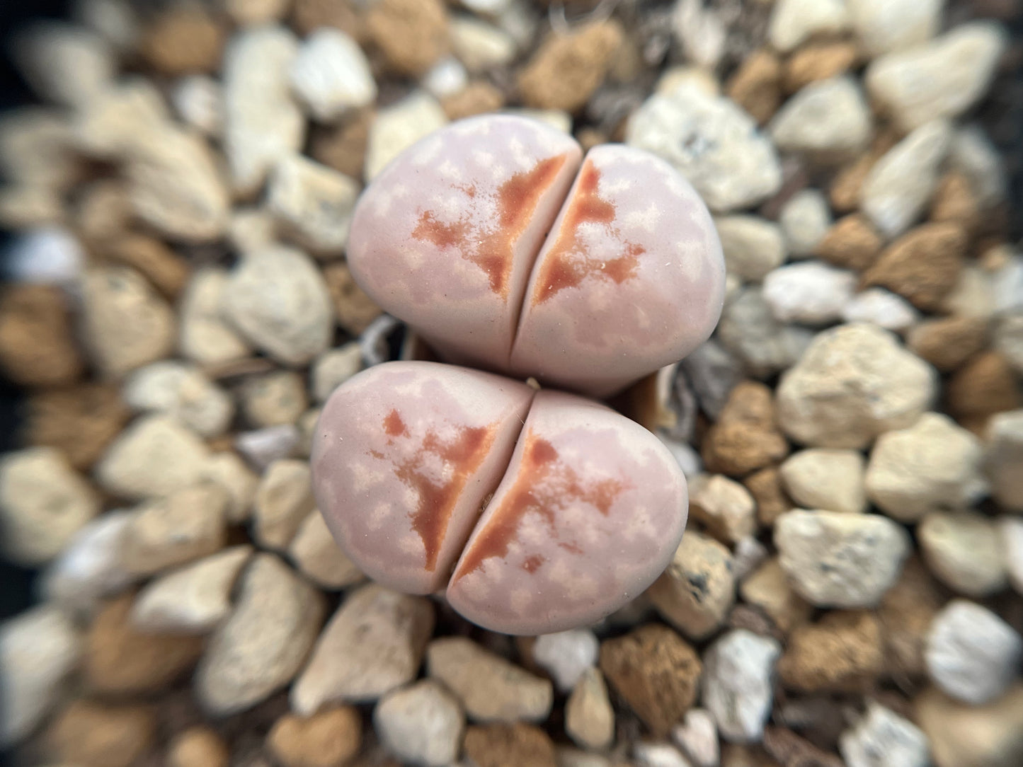 Lithops C183A julii 'hot lips' seeds