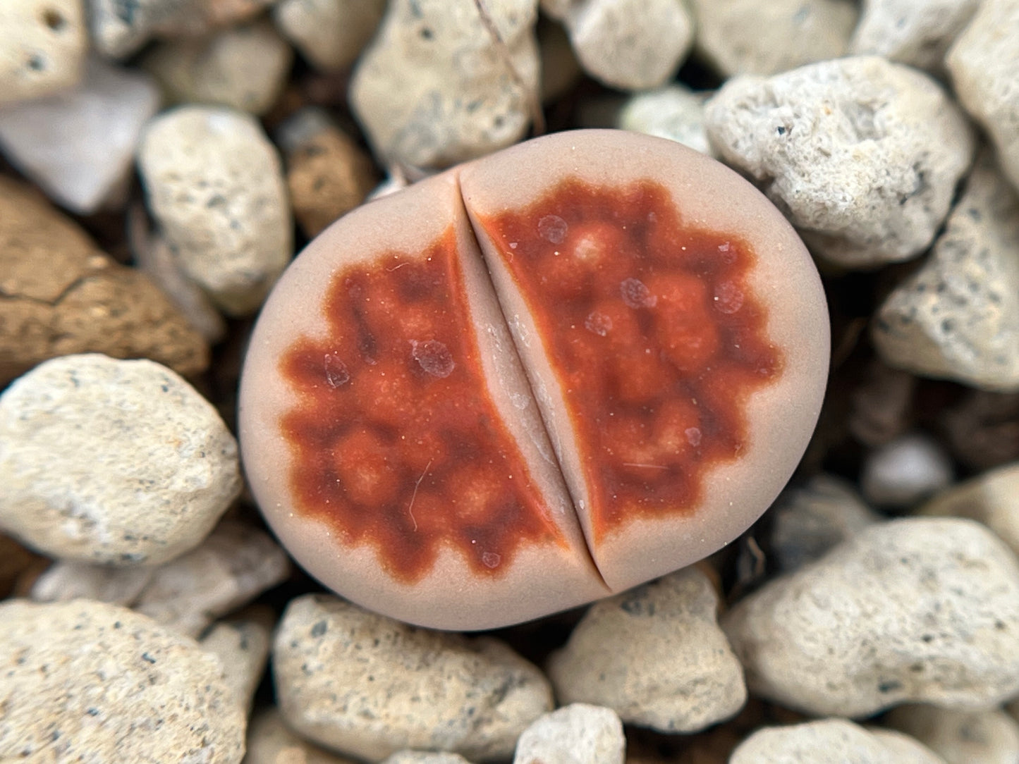 Lithops karasmontana lateritia `BLOOD RED`