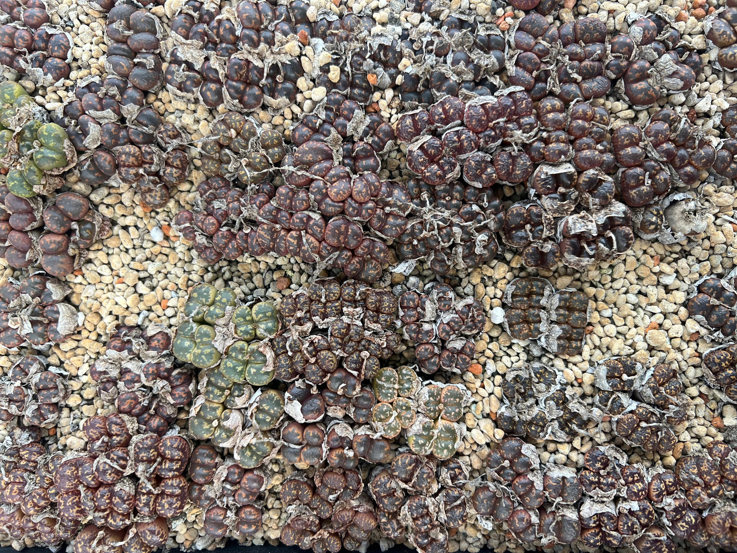 Conophytum pellucidum MIx