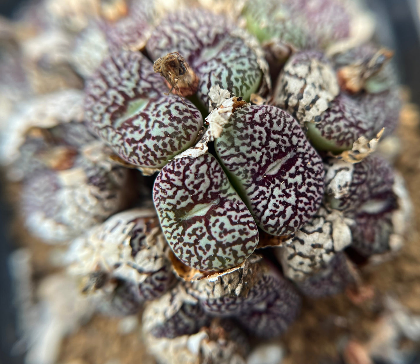 Conophytum Wittebergense G-type