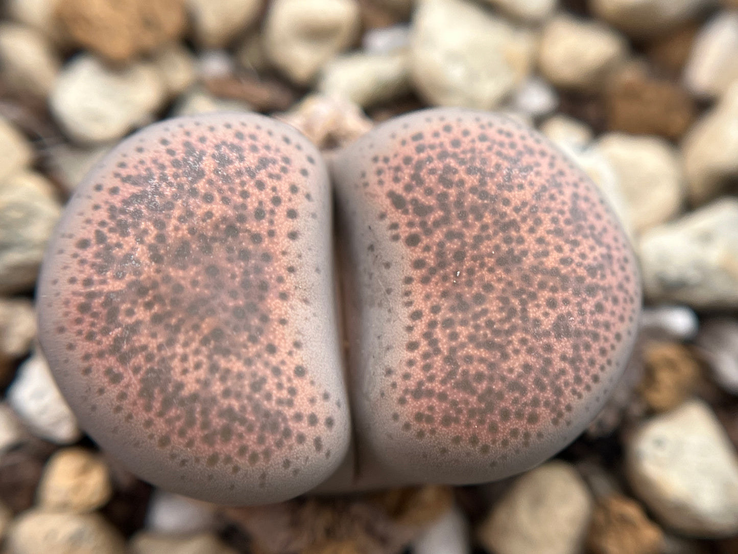 Lithops terricolor seeds
