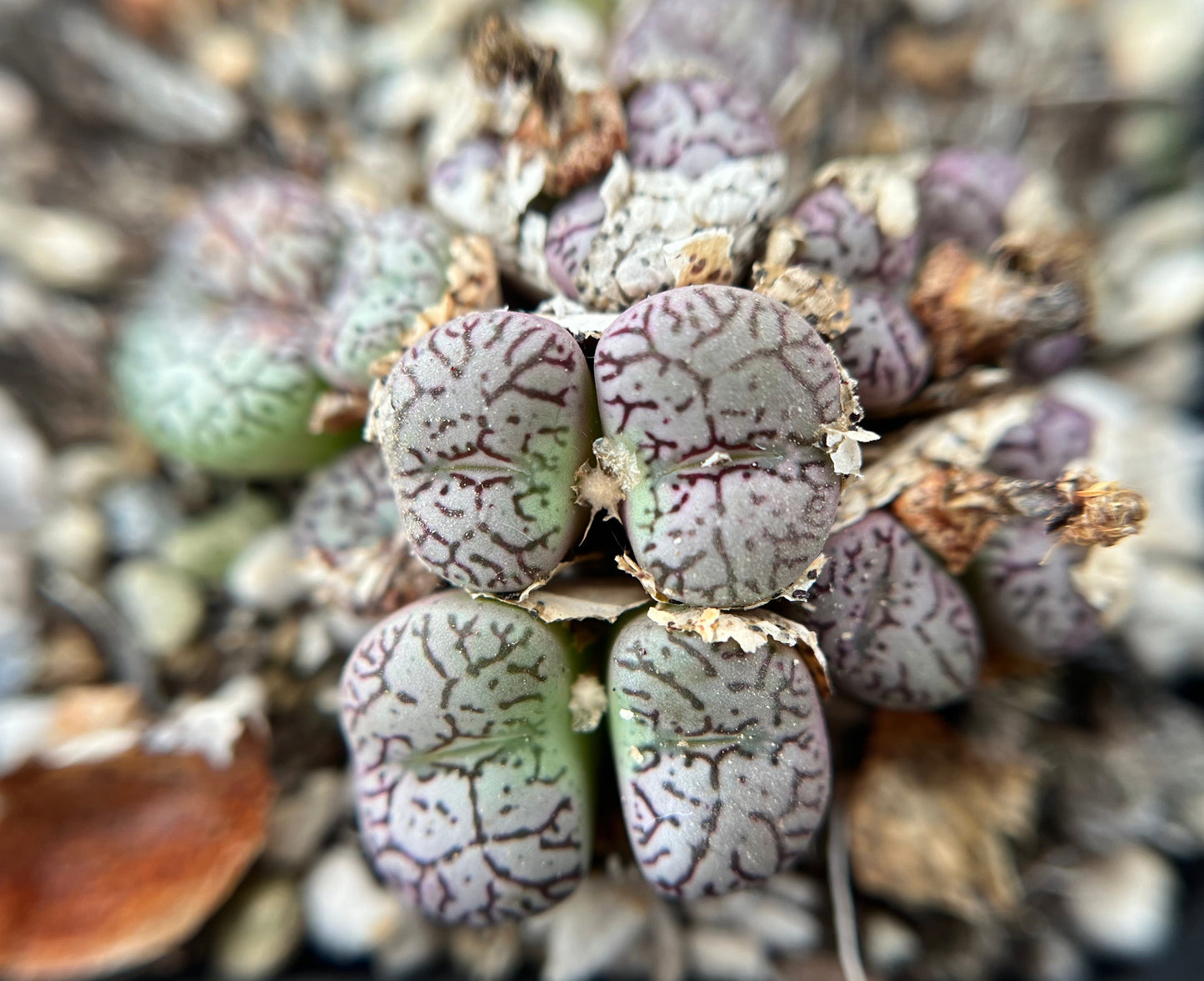 Conophytum Wittebergense RR714
