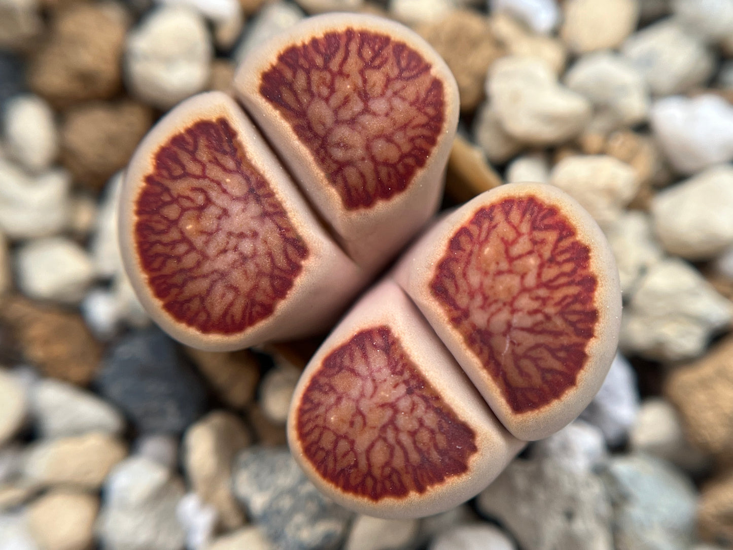 Lithops Julii 'Kikushogyoku' seeds