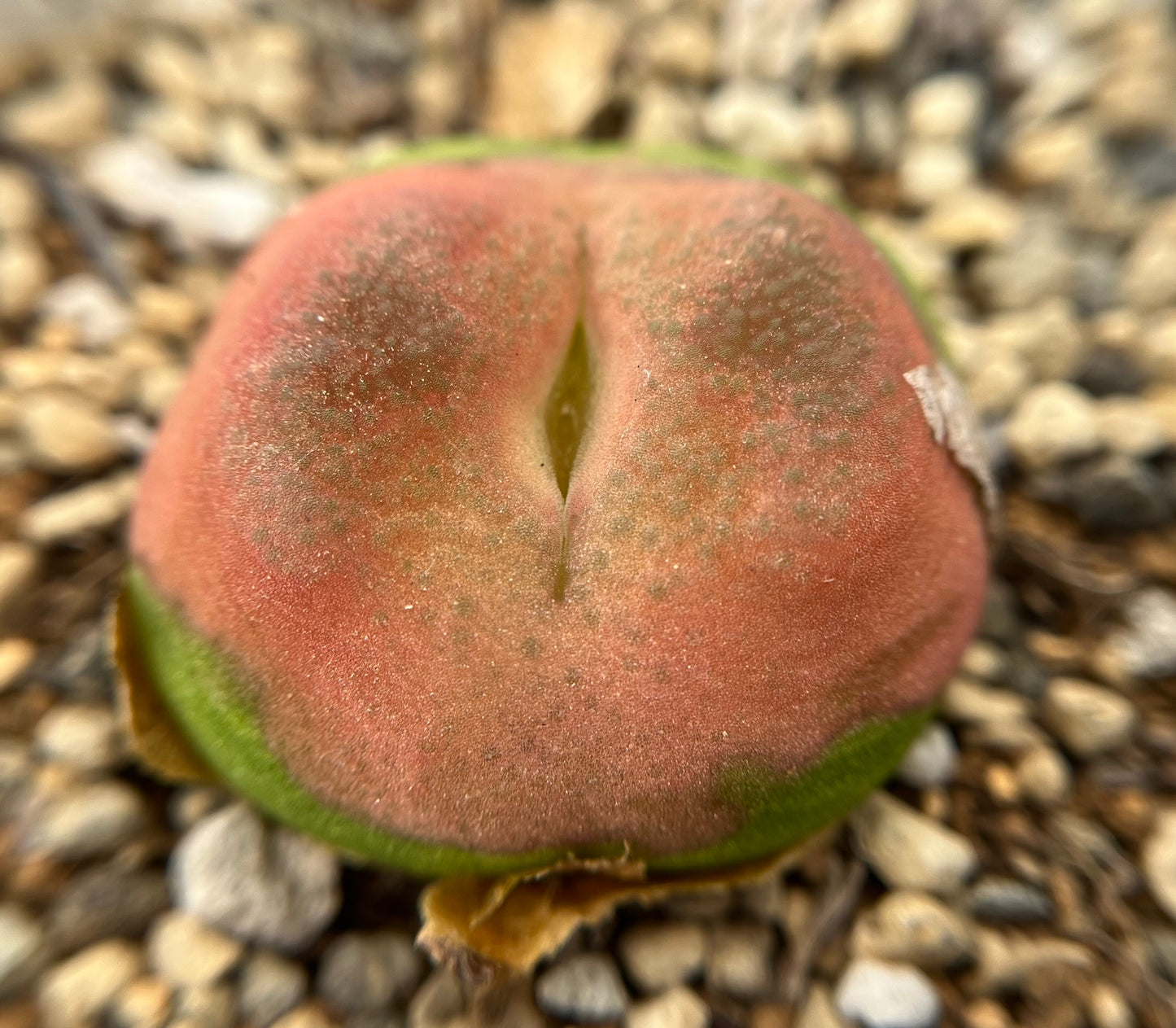 Conophytum Armeniacum