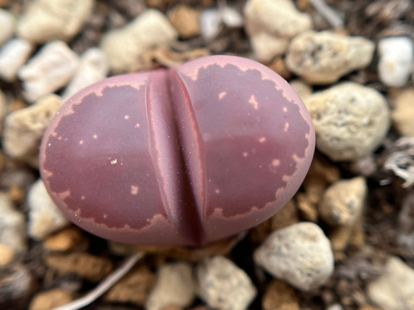 Lithops olivacea ‘Red Olive’ seeds