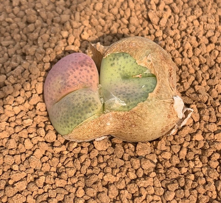 Copy of Seeds- Conophytum subfenestratum seeds (10/20/30)