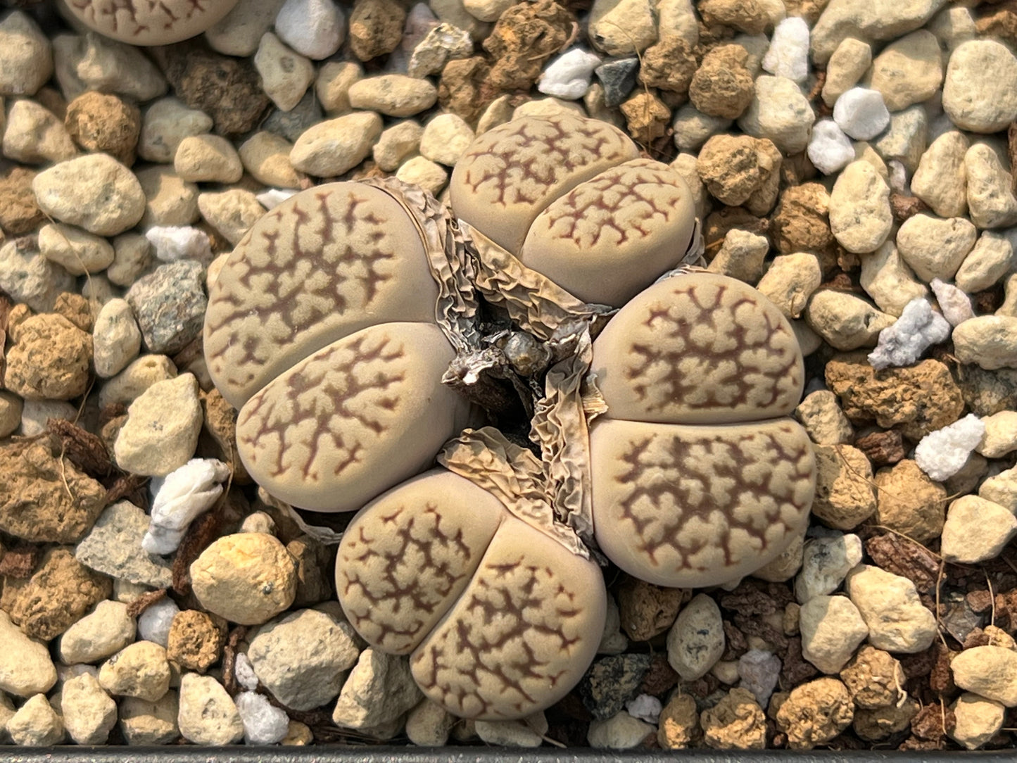 Lithops C091 hookeri v. susannae