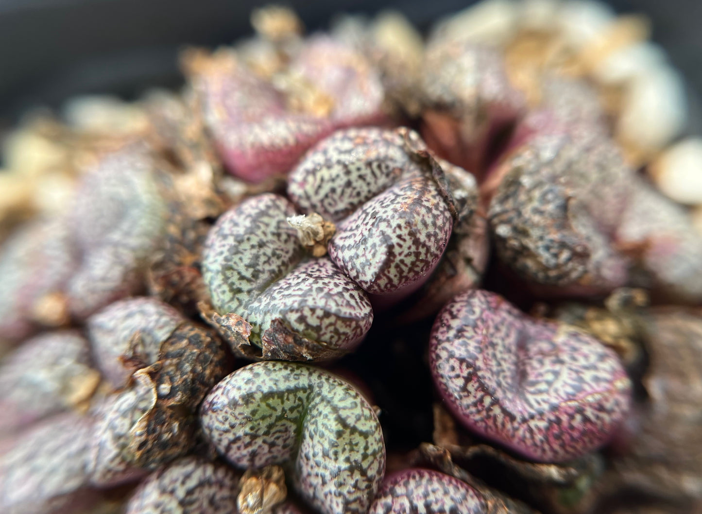 Conophytum obcordellum ssp ceresianum