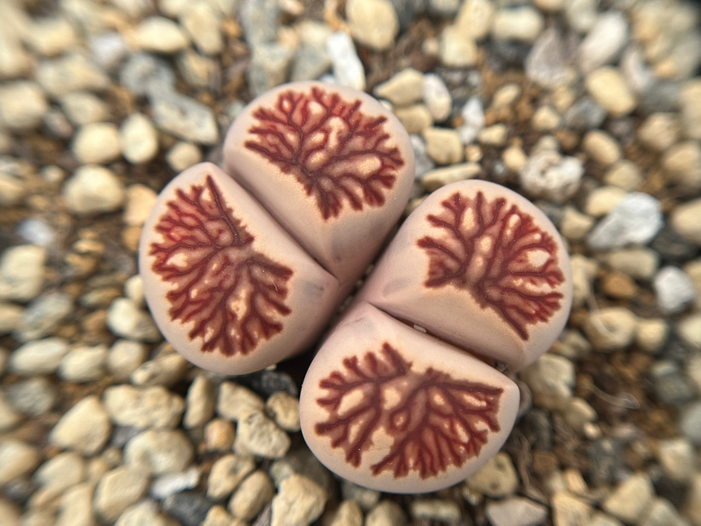 Lithops Julii 'Kikukaseki' seeds